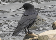 Corvus brachyrhynchos