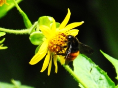 Bombus excellens