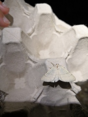 Adactylotis gesticularia