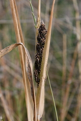 Echinochloa esculenta