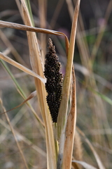 Echinochloa esculenta