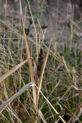 Echinochloa esculenta