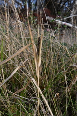 Echinochloa esculenta
