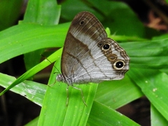 Euptychoides laccine