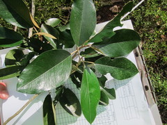 Capparis cynophallophora