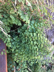 Adiantum shastense