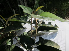 Capparis cynophallophora