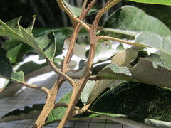 Capparis cynophallophora