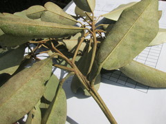 Capparis cynophallophora