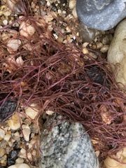 Sarcodiotheca
