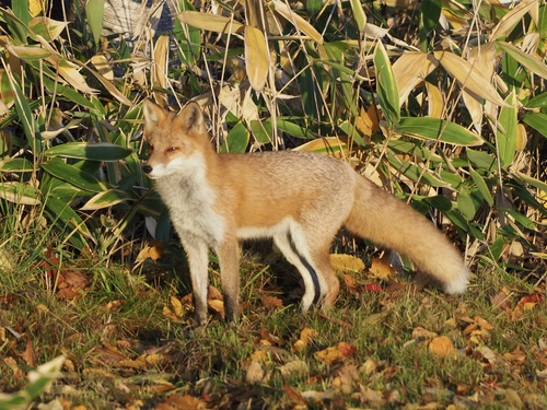 Zorro común de Hokkaidō (El zorro rojo: subespecies) · iNaturalist