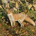Ezo Red Fox - Photo (c) ITÔ, Hiroki, some rights reserved (CC BY), uploaded by ITÔ, Hiroki