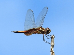Tramea darwini