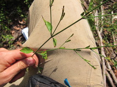 Dicliptera sexangularis