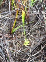 Pterostylis straminea