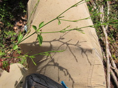 Dicliptera sexangularis