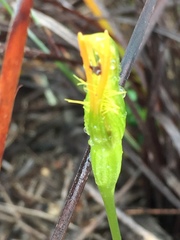 Pterostylis straminea