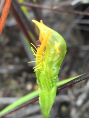 Pterostylis straminea