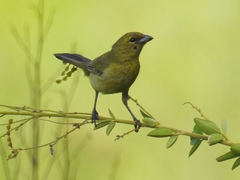 Schistochlamys melanopis