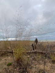 Eragrostis trichodes