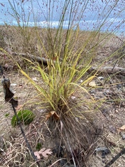 Eragrostis trichodes
