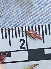 Eragrostis trichodes