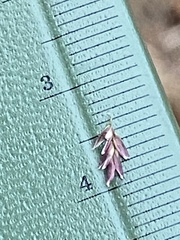 Eragrostis trichodes