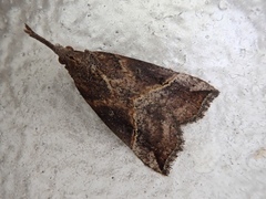 Hypena whitelyi