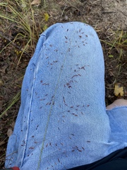 Eragrostis trichodes