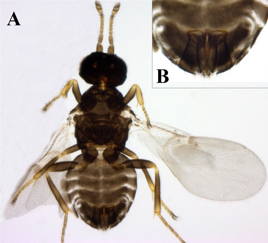 Ixodiphagus hookeri