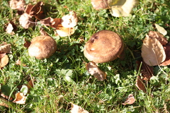Paxillus involutus