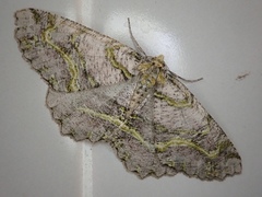 Gigantalcis flavolinearia