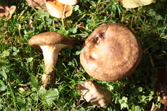 Paxillus involutus