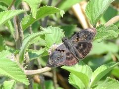 Chiomara mithrax