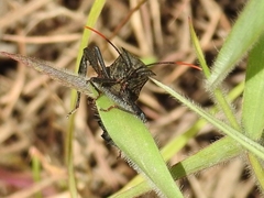 Acanthocephala