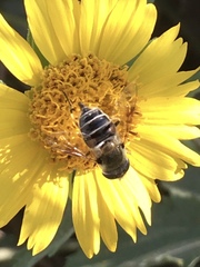 Eristalis stipator