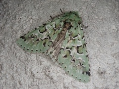 Daseochaeta viridis