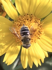 Eristalis stipator