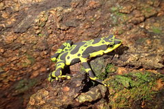 Atelopus spurrelli