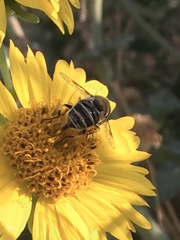 Eristalis stipator