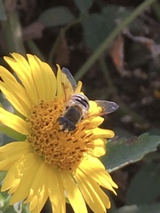 Eristalis stipator