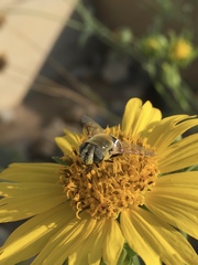Eristalis stipator