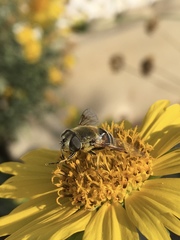 Eristalis stipator