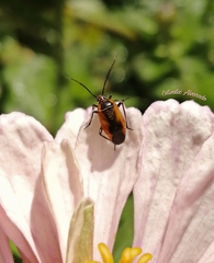 Neocapsus