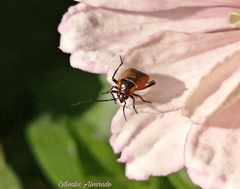 Neocapsus