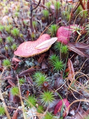 Suillus paluster