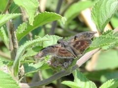 Chiomara mithrax