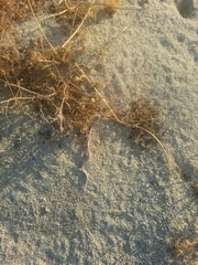 Phyllorhynchus decurtatus