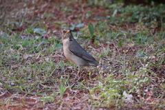 Turdus amaurochalinus