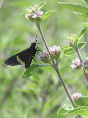 Mysoria barcastus
